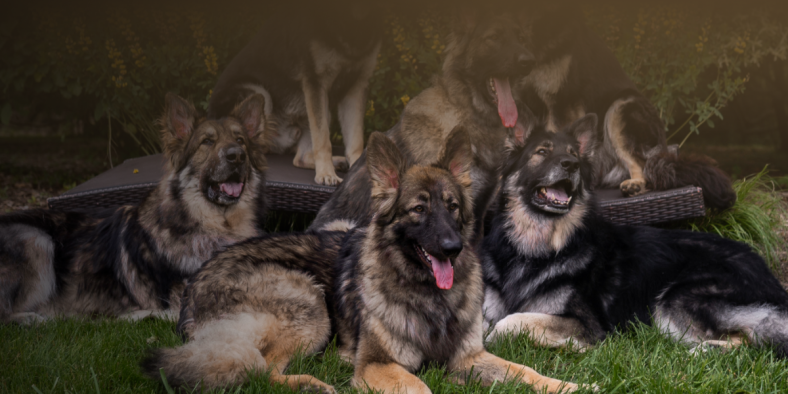 Komunitas Shiloh Shepherd