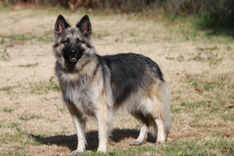 Masalah kesehatan Shiloh Shepherd