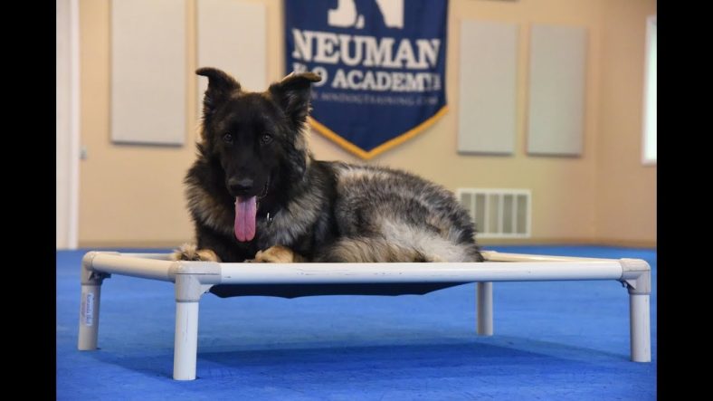 Pelatihan Dasar Shiloh Shepherd