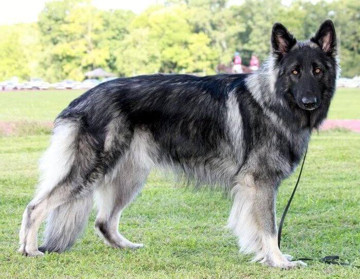 Perawatan bulu Shiloh Shepherd