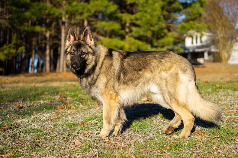 cara merawat Shiloh Shepherd