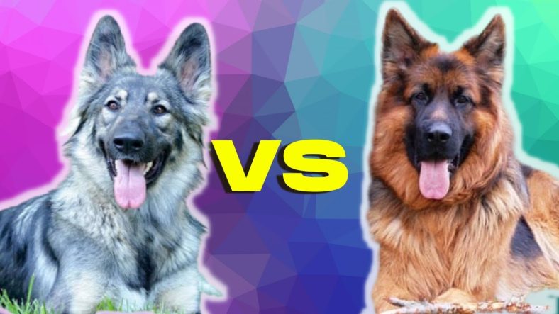 perbedaan Shiloh dan German Shepherd