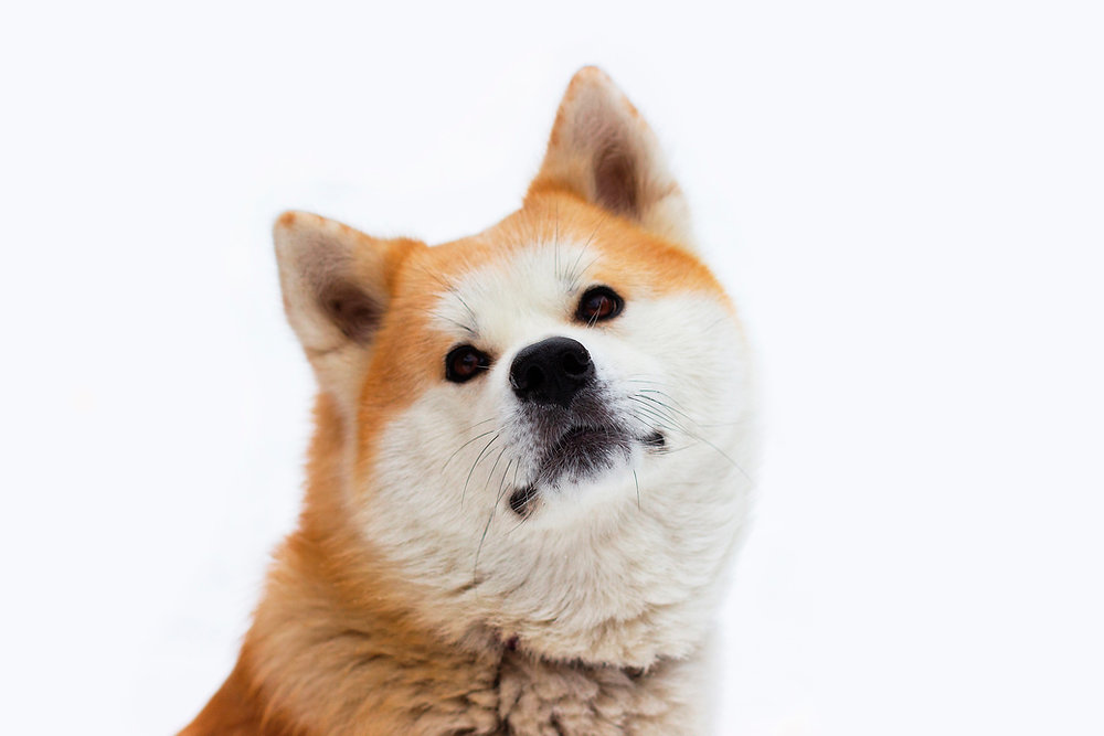 Fakta Akita Inu dan Asal Usul Jepang