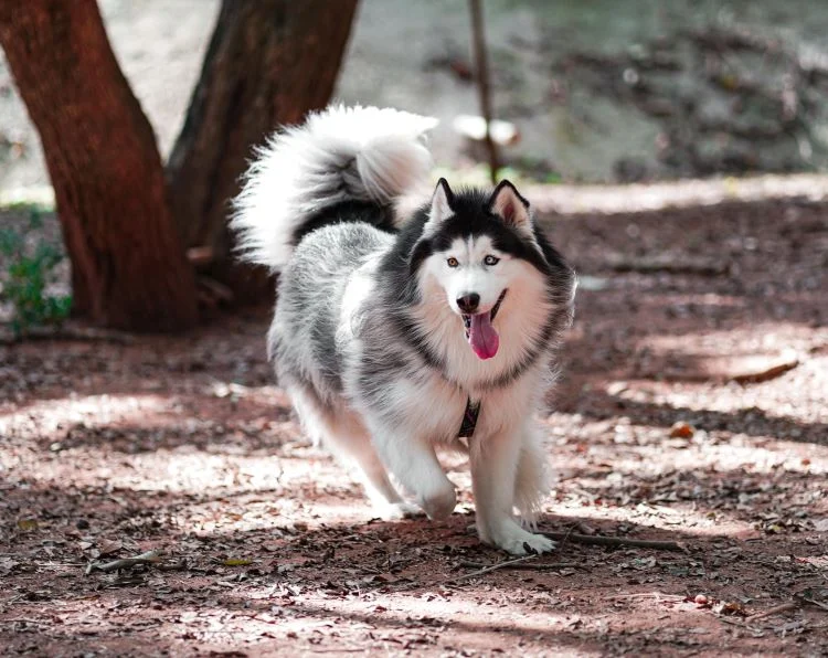 Alaskan Malamute